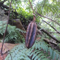 Aristolochia ringens Vahl